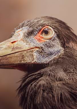 Black Stork Close-up