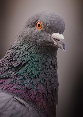 Pigeon Portrait