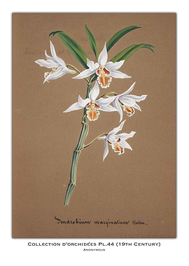 Orchid Botanical Illustration