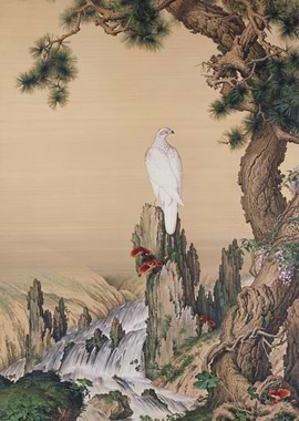 White Hawk on Mountain