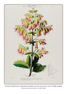 Botanical Illustration of a Flower
