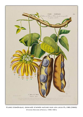Botanical Illustration of a Plant