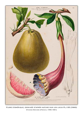 Botanical Illustration of a Fruit