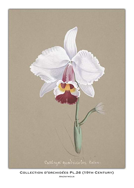 Orchid Botanical Illustration
