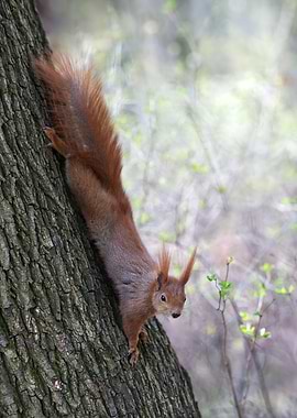Red Squirrel on Tree Trunk