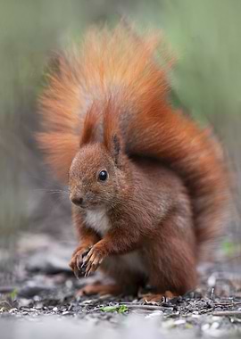 Red Squirrel Close-Up