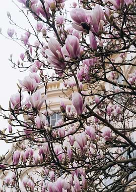 Magnolia Tree in Bloom