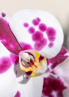 Orchid Close-Up