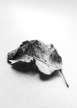 Dried Leaf Close-Up