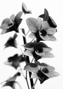 Black and White Orchid