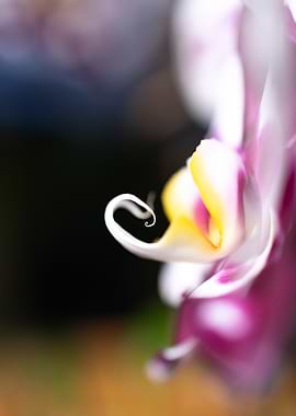 Orchid Close-Up