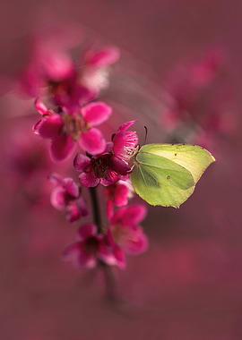 Butterfly on Pink Flowers