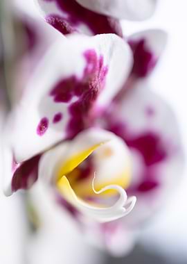 Orchid Close-Up