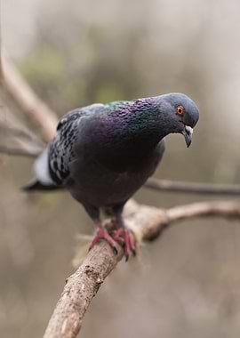 Pigeon on Branch