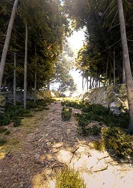 Forest Path Sunlight