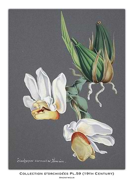 Orchid Illustration