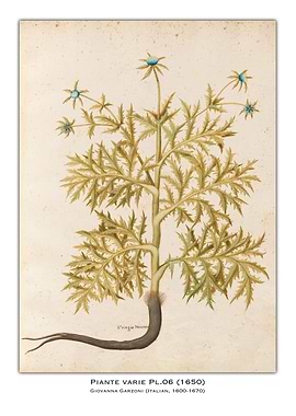 Botanical Illustration of Eringio Mercan