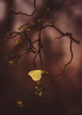 Butterfly on Branch