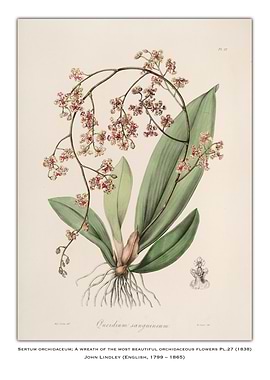 Orchid Illustration
