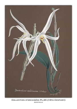 Orchid Botanical Illustration
