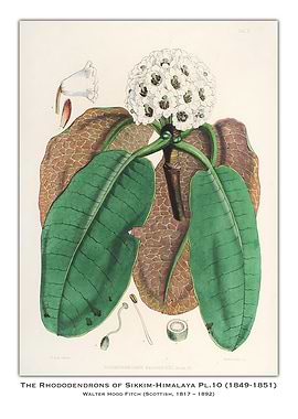 Rhododendron Botanical Illustration