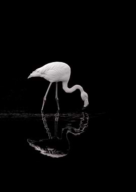 Flamingo Reflection
