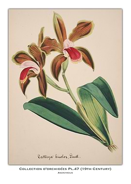 Orchid Botanical Illustration