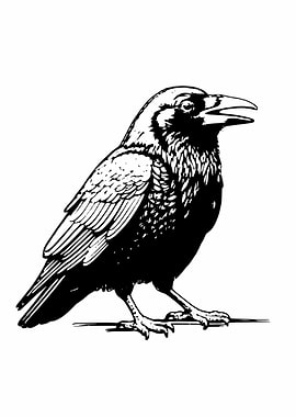 Black and White Raven Illustration
