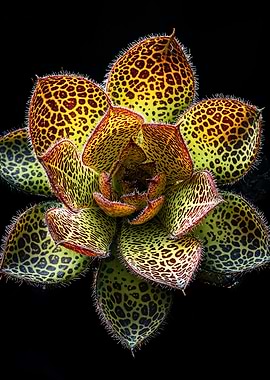Leopard Print Succulent