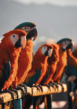 Macaws on a Branch