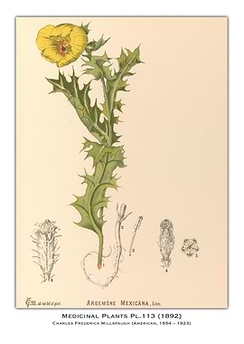 Medicinal Plant Illustration