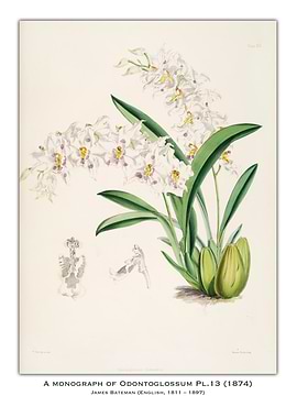 Odontoglossum Orchid Illustration