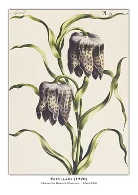 Fritillary Flower Illustration