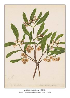 Ake Ake Botanical Illustration