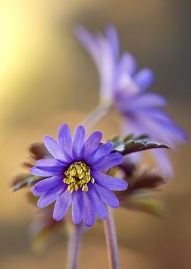 Purple Flower Close-Up