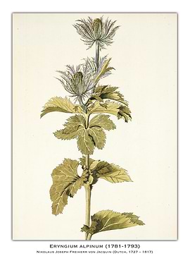 Botanical Illustration: Eryngium Alpinum
