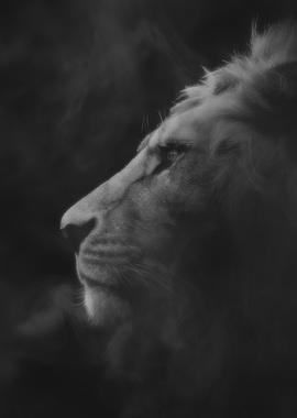 Lion King Monochrome Portrait