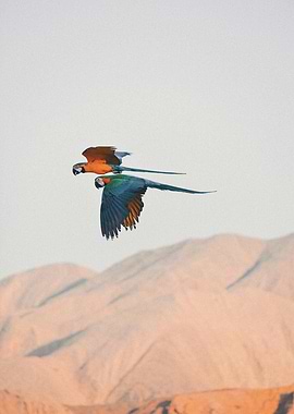 Two Macaws in Flight