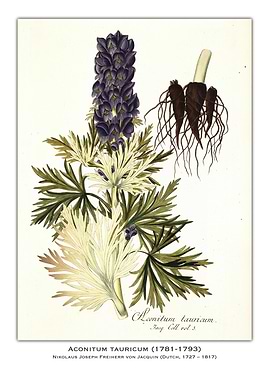 Aconitum Tauricum Botanical Illustration