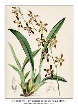 Odontoglossum Orchid Illustration