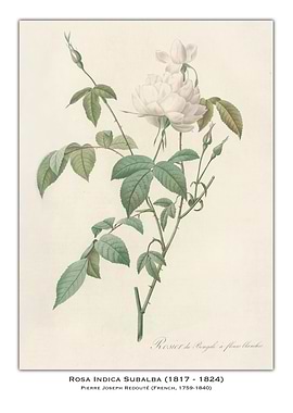 Rosa Indica Subalba Botanical Illustration