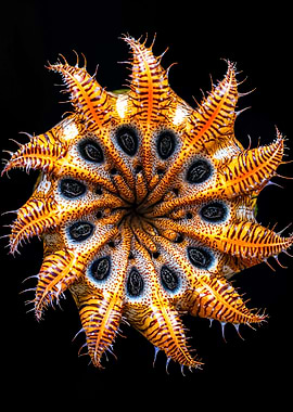 Starfish Macro