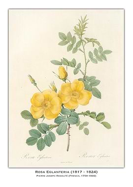 Rosa Eglantaria Botanical Illustration