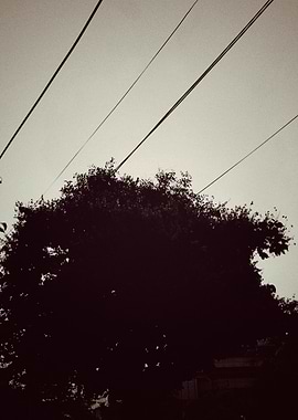 Silhouetted Tree and Power Lines