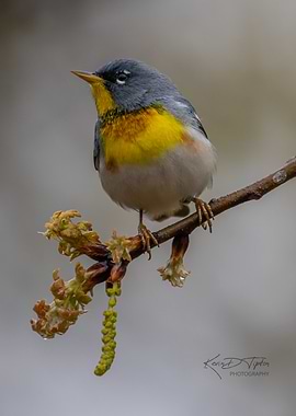 Northern Parula on Branch