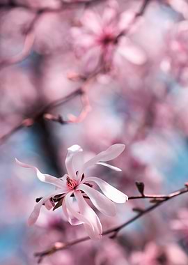 Pink Magnolia Blossom
