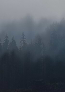 Misty Forest