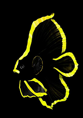 Black and Yellow Fish