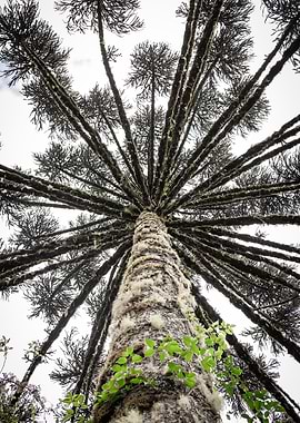 Araucaria Tree