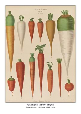 Vintage Carrot Illustration